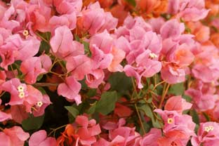 Estepona, bloemen en planten